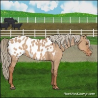 Horse Color:Red Dun Near Leopard 