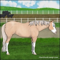 Horse Color:Silver Amber Champagne Roan Splash 