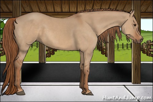 Horse Color:Red Dun 