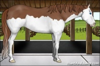 Horse Color:Chestnut Splash