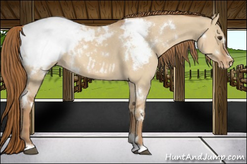 Horse Color:White Spotted Red Dun Snowcap 