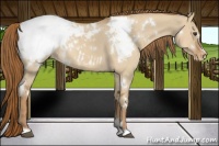 Horse Color:White Spotted Red Dun Snowcap 