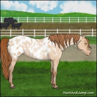 Horse Color:Bay Roan Pearl Dun Blanket 