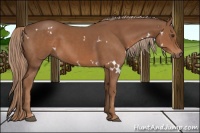 Horse Color:White Spotted Chestnut 