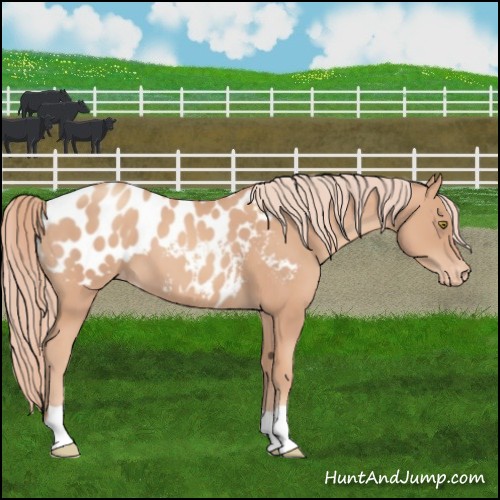 Horse Color:Gold Champagne Appaloosa 