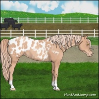 Horse Color:Gold Champagne Appaloosa 