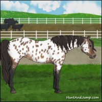Horse Color:Brown Dun Near Leopard 