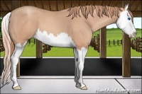 Horse Color:Gold Champagne Splash