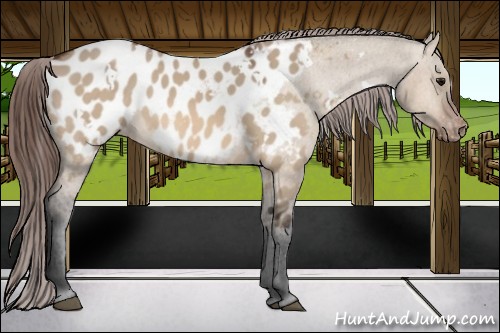 Horse Color:White Spotted Bay Dun Appaloosa 