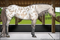 Horse Color:White Spotted Bay Dun Near Leopard