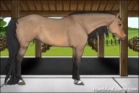 Horse Color:Bay Dun 