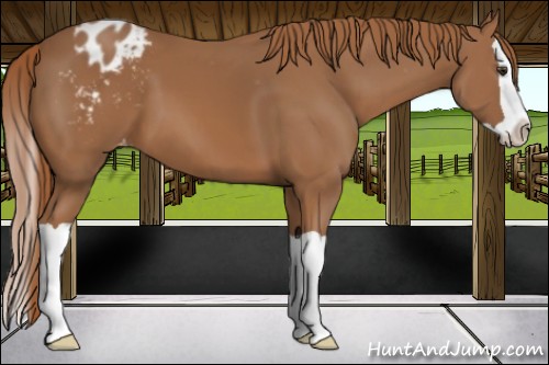 Horse Color:Chestnut Splash Appaloosa 