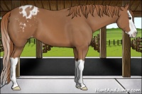 Horse Color:Chestnut Splash Appaloosa 