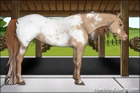 Horse Color:White Spotted Red Dun Near Fewspot
