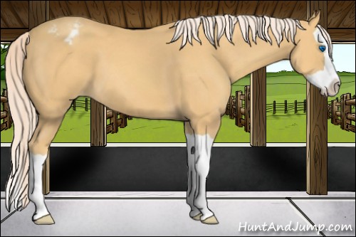 Horse Color:Gold Cream Champagne Splash Varnish