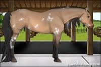 Horse Color:White Spotted Bay Dun
