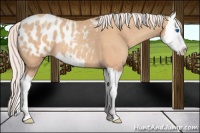 Horse Color:Silver Amber Champagne Roan Splash Appaloosa 