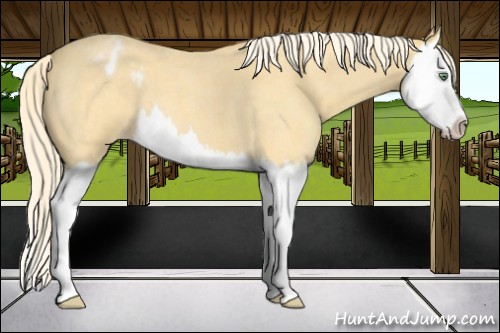 Horse Color:Gold Cream Champagne Roan Splash Varnish