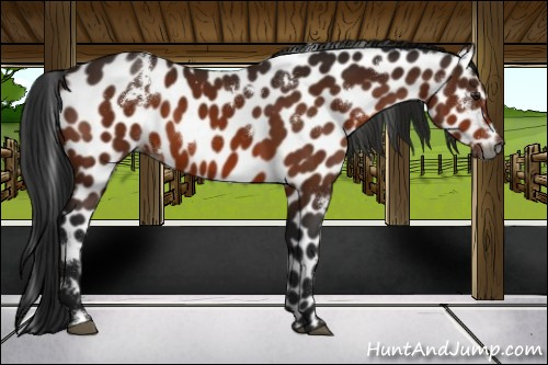 Horse Color:Gray White Spotted Bay Appaloosa 