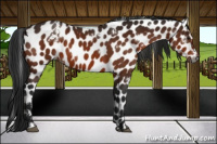 Horse Color:Gray White Spotted Bay Appaloosa 