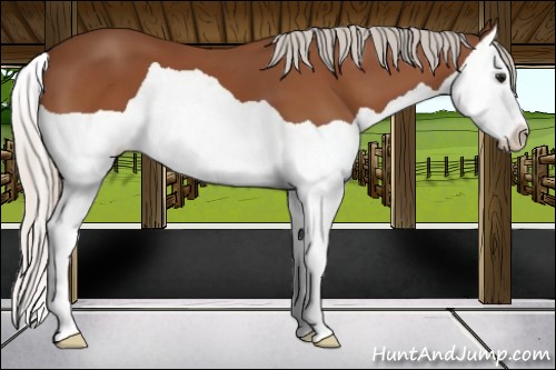 Horse Color:Silver Bay Splash 