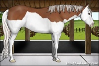 Horse Color:Silver Bay Splash 