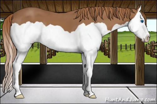 Horse Color:Chestnut Splash 