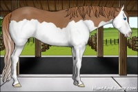 Horse Color:Chestnut Splash 