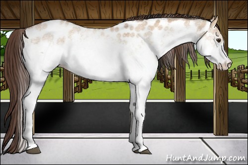 Horse Color:White Spotted Bay Dun Appaloosa 