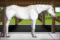 Horse Color:White Spotted Bay Dun Appaloosa 