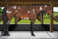 Horse Color:White Spotted Bay 
