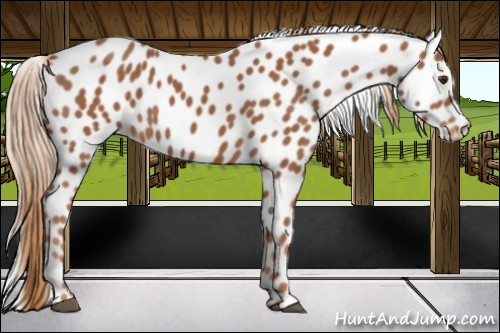 Horse Color:Chestnut Appaloosa 