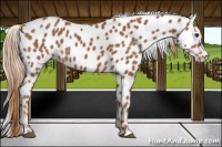 Horse Color:Chestnut Appaloosa 