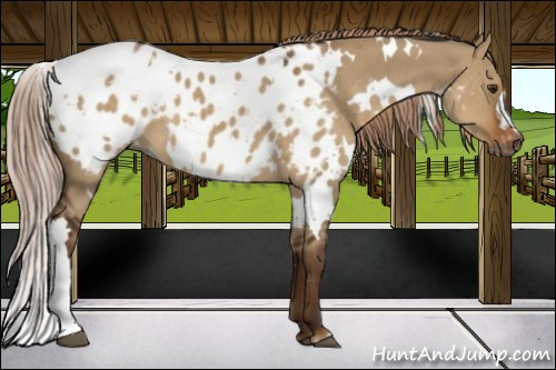 Horse Color:Gray White Spotted Liver Red Dun Near Leopard 