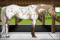 Horse Color:Gray White Spotted Liver Red Dun Near Leopard 