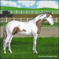 Horse Color:Liver Red Dun Splash Tobiano 