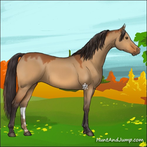Horse Color:Buckskin Dun 