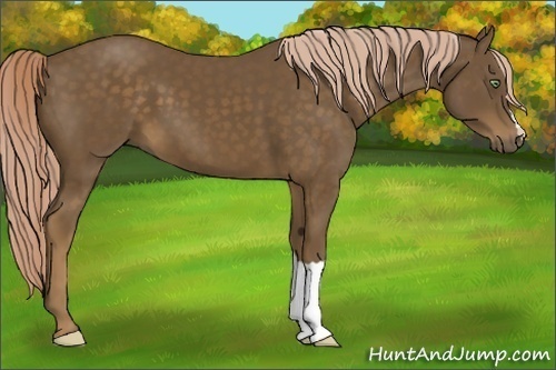 Horse Color:Chocolate Palomino 