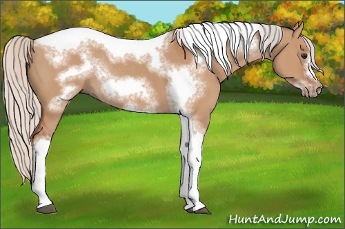 Horse Color:Silver Bay Dun Sabino Tobiano Frame Rabicano 