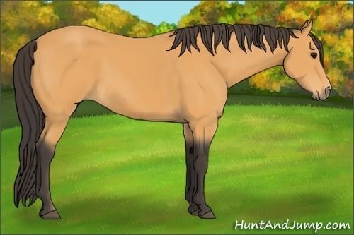 Horse Color:Buckskin