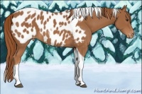 Horse Color:Chestnut Tobiano Appaloosa 