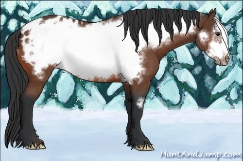 Horse Color:Bay Frame Appaloosa 