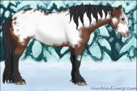 Horse Color:Bay Frame Appaloosa 