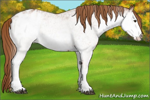 Horse Color:White Spotted Chestnut Varnish 