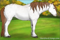 Horse Color:White Spotted Chestnut Varnish 
