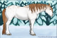 Horse Color:White Spotted Chestnut Blanket 