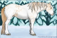 Horse Color:White Spotted Gold Champagne Appaloosa