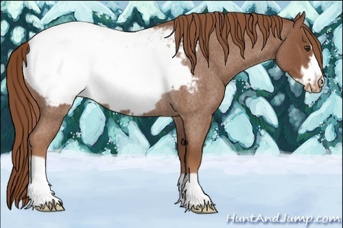 Horse Color:Red Roan Frame Snowcap Rabicano
