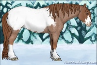 Horse Color:Red Roan Frame Snowcap Rabicano