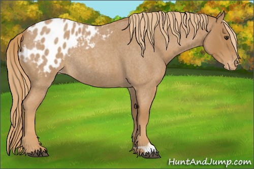 Horse Color:Red Roan Appaloosa Rabicano 